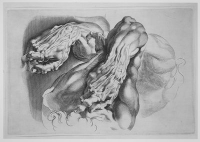 Écorchés の 3 つの研究、1640 年以降、1640 年以降。 作： Paulus Pontius