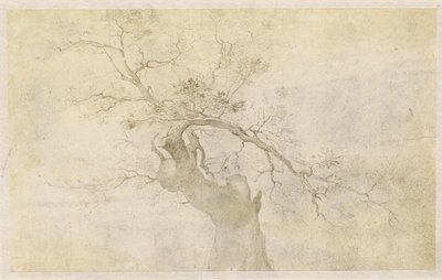 節くれだった木の研究 作： Paulus Willemsz. van Vianen