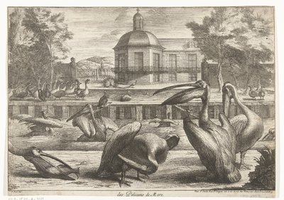 ペリカン des Pelicans de Mere (オブジェクトのタイトル) ベルサイユ動物園の鳥 (シリーズ名) 作： Peeter Boel (attributed to)