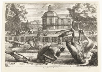 ペリカン des Pelicans de Mere (オブジェクトのタイトル) ベルサイユ動物園の鳥 (シリーズ名) 作： Peeter Boel (attributed to)