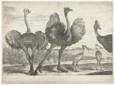 ダチョウ、ヒクイドリ、ヘラサギ ベルサイユ動物園の鳥 (シリーズ名) 作： Peeter Boel (attributed to)