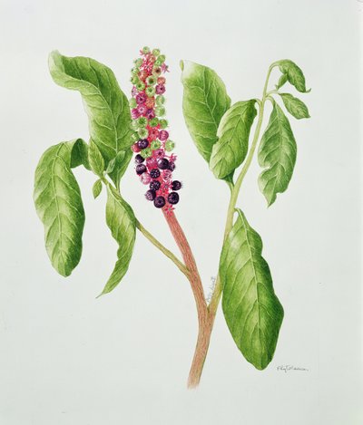 フィトラッカ（水彩） 作： Peggy Wyatt