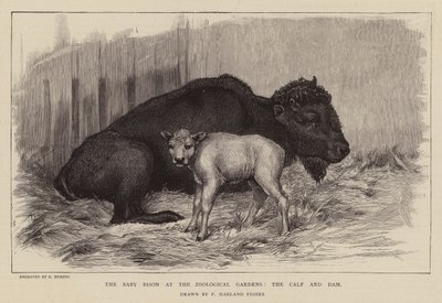 ロンドン動物園のバイソンと子牛（エングレーヴィング） 作： Percy Harland Fisher