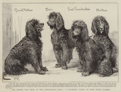 アイルランドのウォータースパニエルの成功した家族、農業ホールでの犬舎クラブショー 作： Percy Macquoid