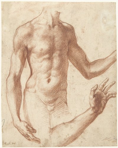 胴体の研究 若い男の胴体の研究 作： Perino del Vaga