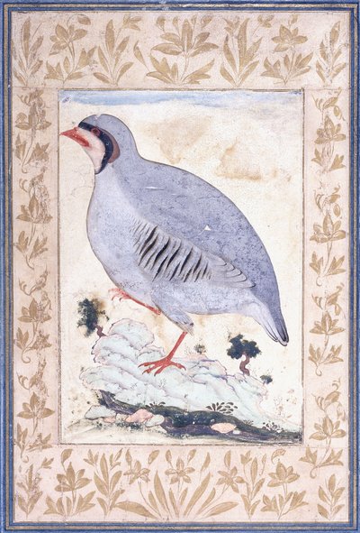 アカアシイワシャコ、c。 17世紀半ば 作： Persian School