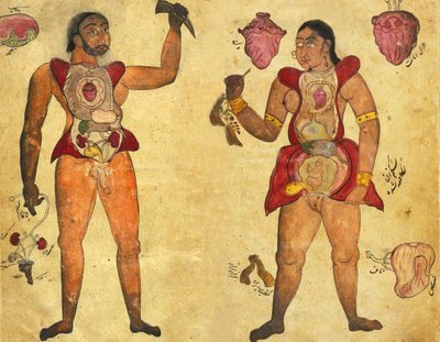 Tibb-i Akbarで出版された「アクバルの薬」c.1700に、自分の内臓を保持している男女の解剖学的イラスト 作： Persian School