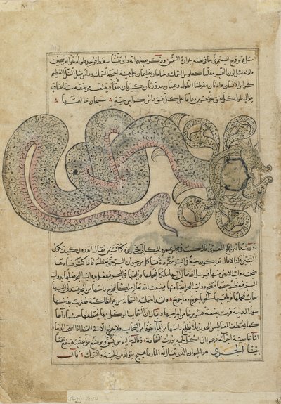海蛇ドラゴン（al-Tannin）、アルカズビニ、イラク、東トルコによるAjaib al-makhluqat（Wonders of Creation）のフォリオ（紙に不透明な水彩、インク、金、銀） 作： Persian School