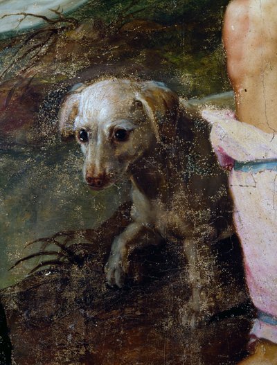 ピーテル・キャンディッドまたはピーテル・デ・ウィッテ（1548年頃～1628年）の絵画「キリスト降誕」の細部「犬」、オランダ 作： Peter Candid