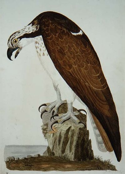 ピーター・メイゼル（fl.1761-97）による「英国動物学第二部：鳥類」のプレート、1766年（エングレーヴィング）。 作： Peter (after) Paillou