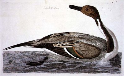 ピーター・マゼール（fl.1761-97）1766年版「英国動物学第二部：鳥類」よりオナガガモのプレート（彫刻 作： Peter (after) Paillou