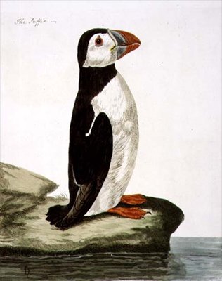 Peter Mazell (fl.1761-97) 1766年版「The British Zoology, Class II: Birds」のパフィン（Fratercula arctica）のプレート（エングレービング 作： Peter (after) Paillou