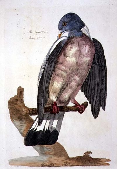 ピーター・メイゼル（fl.1761-97）による「英国動物学第二部：鳥類」のプレート、1766年（エングレーヴィング）。 作： Peter (after) Paillou
