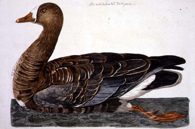 Peter Mazell（fl.1761-97）による「The British Zoology, Class II: Birds」に掲載されている白いガチョウ（Anser albifrons）のプレート 1766年（エングレーヴィング 作： Peter (after) Paillou