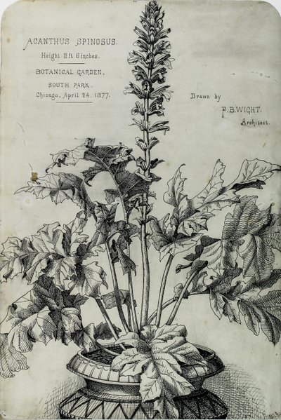 Acanthus Spinosus、プレゼンテーション ドローイング 作： Peter Bonnett Wight