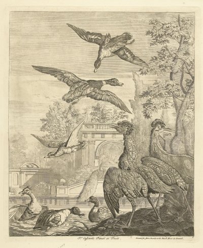 鳥のいる池のカモとサギ 別の鳥（シリーズタイトル） 作： Peter Casteels (III)