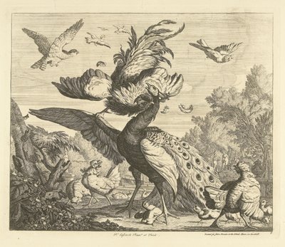 オンドリは孔雀を攻撃します 別の鳥（シリーズタイトル） 作： Peter Casteels (III)