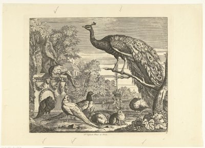 庭の噴水でクジャク、ウサギ、その他の鳥 別の鳥（シリーズタイトル） 作： Peter Casteels (III)