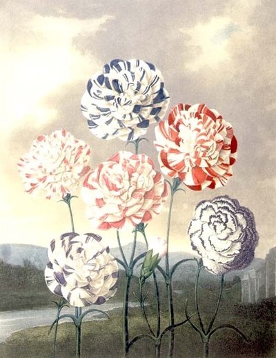 カーネーションの群生。Dianthus caryophyllus、Caldwallによる刻印、Thorntonの "Temple of Flora "より。 作： Peter Charles (after) Henderson