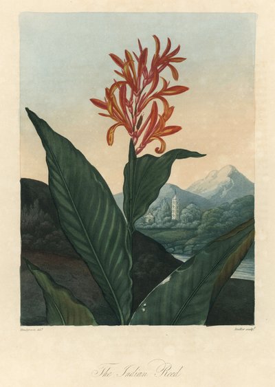 ロバート・ソーントン博士（1768-1837）著『フローラの神殿』より、赤またはコンフローレまたはトロマン・フォルテの水。 作： Peter Charles (after) Henderson