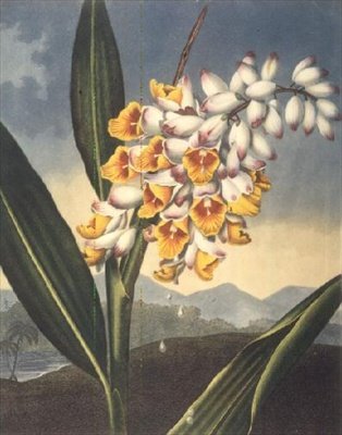 ロバート・ソーントンの「The Temple of Flora」から、コールドウォールが彫刻した「The Nodding Renealmia」。1801年（彩色済み彫刻）。 作： Peter Charles (after) Henderson