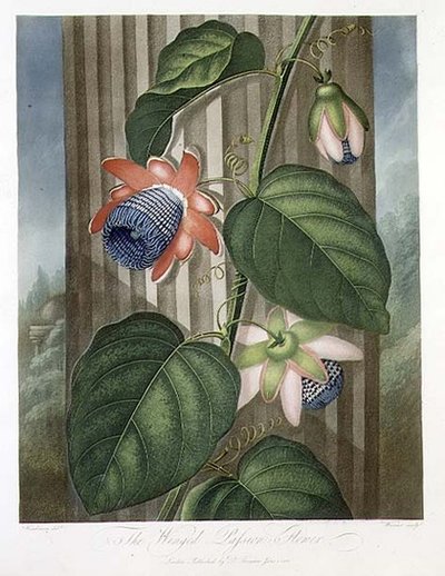 ロバート・ソーントンの「The Temple of Flora」からワーナーが彫った「翼のあるパッション・フラワー」は、1802年に出版されました。1802年のカラーリトグラフ版 作： Peter Charles (after) Henderson