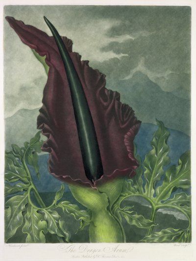 パブ、ロバートソーントンの「フローラの神殿」から、ウォードが刻んだドラゴンアルム。 1801 作： Peter Charles Henderson
