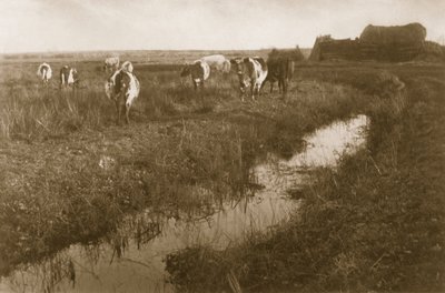 沼地の牛、1886年頃 作： Peter Emerson und Thomas Goodall