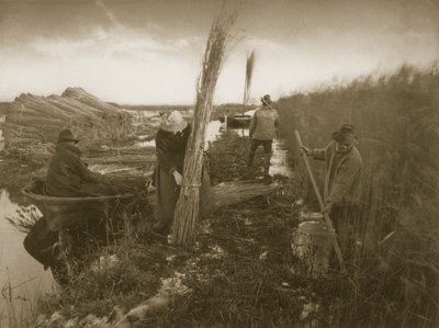 リードハーベスト、ノーフォークブロードでの生活と風景、1886年頃 作： Peter Emerson und Thomas Goodall