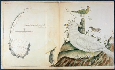 ヴァン・ディーマンズ・ランド、アドベンチャー・ベイの図 1773年頃（水彩・紙 作： Peter Fannin