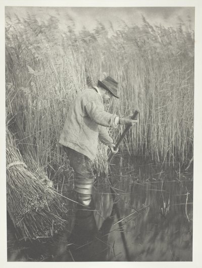 作業中のリードカッター 作： Peter Henry Emerson