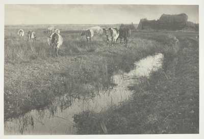 沼地の牛 作： Peter Henry Emerson