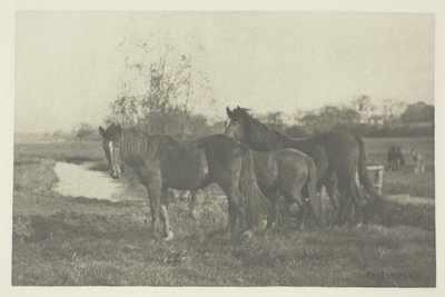 ノーフォーク湿地のコルツ 作： Peter Henry Emerson