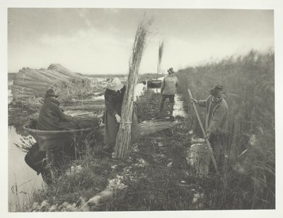 葦の収穫期 作： Peter Henry Emerson