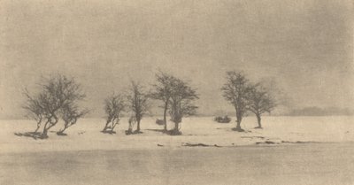 木の枝」1890年頃、1895年頃に印刷されたもの。 作： Peter Henry Emerson