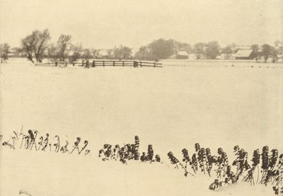 湿地雑草 作： Peter Henry Emerson