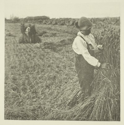 ショッキングコーン（ノーフォーク） 作： Peter Henry Emerson