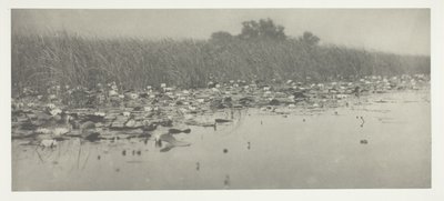 スイレン 作： Peter Henry Emerson