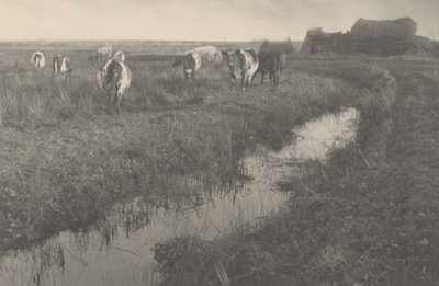 沼地の牛 作： Peter Henry Emerson and T.F. Goodall