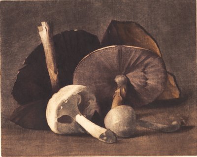 白いキノコ 作： Peter Vilhelm Ilsted