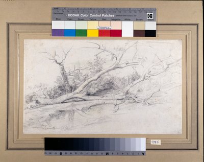 プールサイドの倒木（1630年頃）（黒・赤チョーク、水彩、紙 作： Peter Paul Rubens