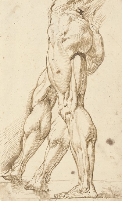 男性のヌードの脚のエコルシェ研究、右脚の補助研究 作： Peter Paul Rubens