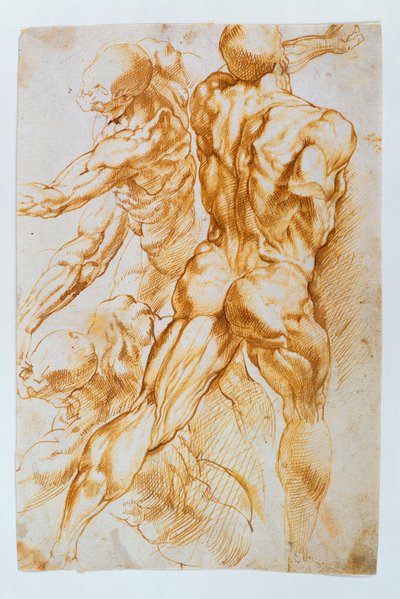 解剖学的研究：戦闘中のヌード 作： Peter Paul Rubens