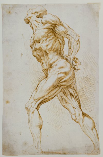 解剖学的研究：右手、背中の後ろに手を伸ばしているヌード 作： Peter Paul Rubens