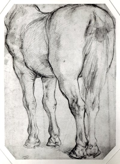 馬の後部 作： Peter Paul Rubens