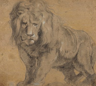 ライオン、c.1612-13（紙に黒いチョーク） 作： Peter Paul Rubens