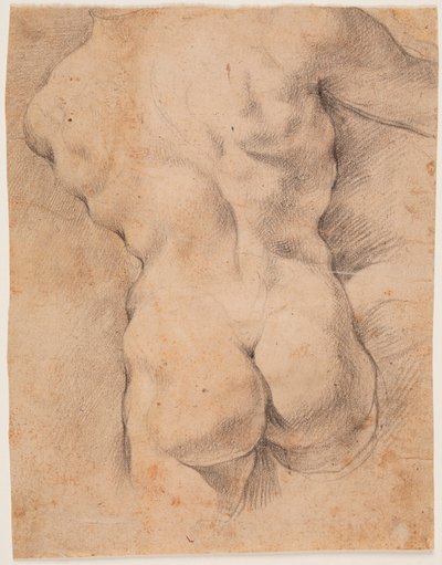 背面から見た男性の胴体 作： Peter Paul Rubens