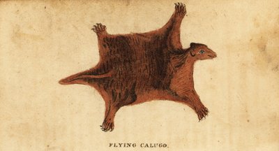フィリピン オオキツネザル、Cynoc​​ephalus volans。、1800 年 (彫刻) 作： Peter Simon Pallas