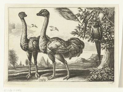 2 つのダチョウ Diversarum avium 種 (シリーズ タイトル) 別の鳥（シリーズタイトル） 作： Peter van Liesebetten