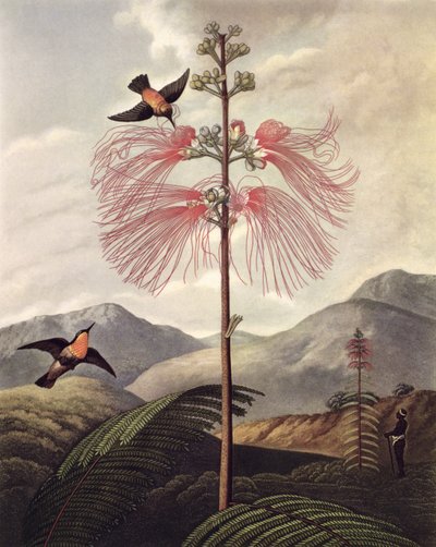 トーマス・メドランド（c.1765 - 1833）作、c.1799-1807（アクアチント＆スティップル）、「大輪の花を咲かせる敏感な植物 作： Philip (after) Reinagle